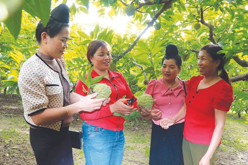 បងស្រី ដូ ធីហ្វា (ទី ២ រាប់ពីឆ្វេងទៅស្តាំ) ចែករំលែកបទពិសោធន៍នៃការដាំដំណាំទៀបអោយសាខាសមាជិកសមាគមនារីនៅភូមិ មែឡែច ឃុំ ក ណយស្រុក ម៉ាយសឺន