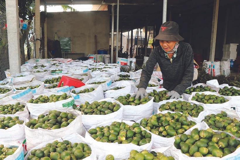 ពិនិត្យគុណភាពនៃផ្លែស្លាមុនពេលដាក់ចូលក្នុងឡសម្ងួត