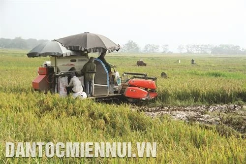 កសាងស្រុក ភុក-ថ ក្លាយជាតំបន់ទីក្រុងអេកូឡូស៊ីនៃរដ្ឋធានី ហាណូយ