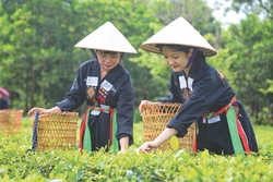 ចំពោះភ្ញៀវទេសចរជាច្រើន ភូមិ វ៉ែន ទាក់ទាញដោយសារនៅទីនេះមានខ្យល់អាកាសដ៏បរិសុទ្ធ កូនភ្នំតែនិងធ្វើដំណើរទៅមកងាយស្រួលគួរសម