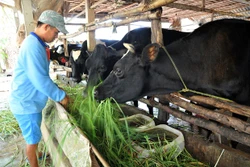 ​ចំណុចភ្លឺពីគម្រោងចិញ្ចឹមគោនៅខេត្ត សុកត្រាំង