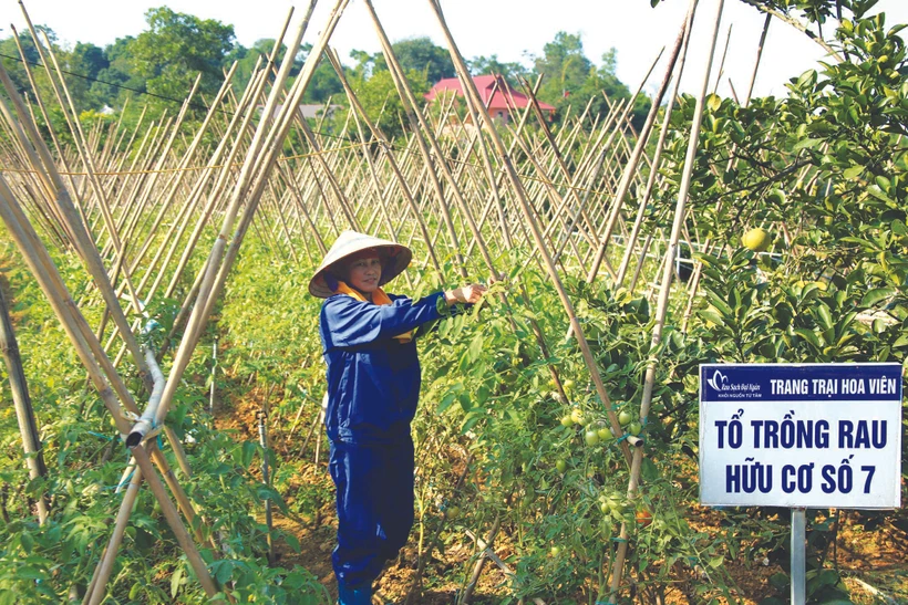 ហាណូយ ឈានទៅរកខឿនកសិកម្មសរីរាង្គមួយ